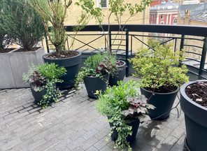 Контейнерное озеленение